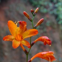 Crocosmia × crocosmiiflora (Lemoine) N.E.Br.